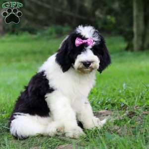 Sophia, Sheepadoodle Puppy